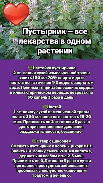 Пустырник - Все Лекарства в Одном Растении