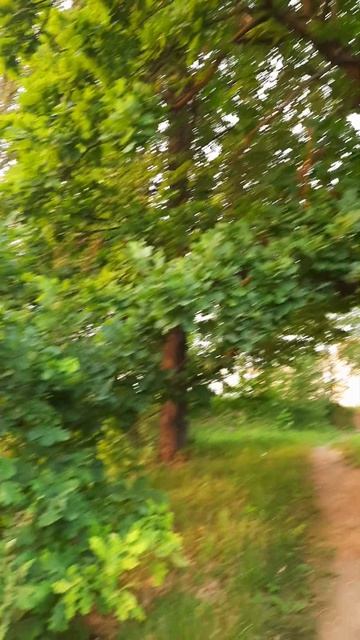 🌳вековой дуб (1)