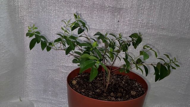 Зеленый крупнолист. 16