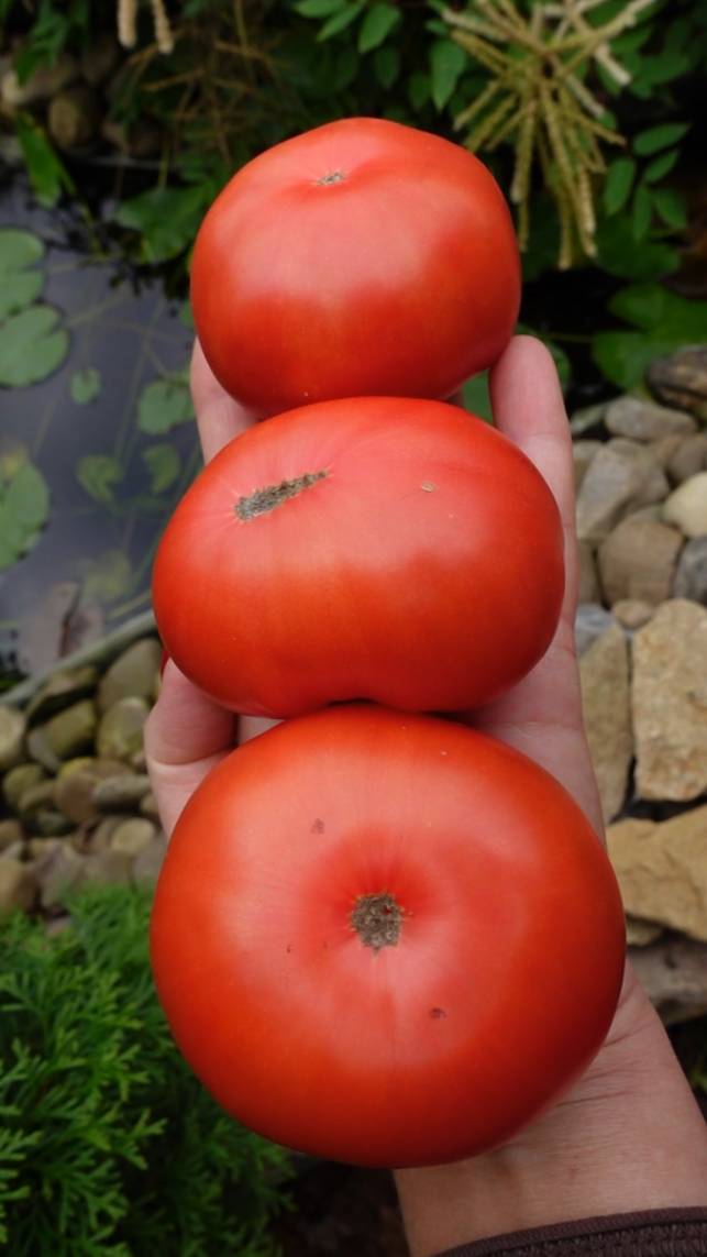 🍅Томатный гном БОРОНИЯ!  #shorts #томаты #советы