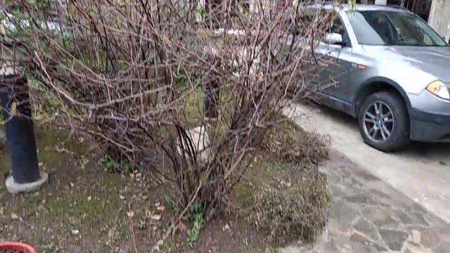 Мандарин Парк,Адлер,дворик, зелень.