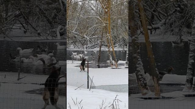 Гуси на реке. Линда. Большой серый.