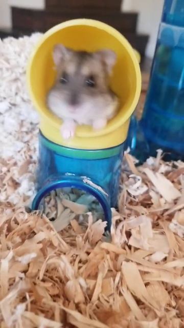 Russian Dwarf Hamster Vitaminka Джунгарский Хомяк Витаминка