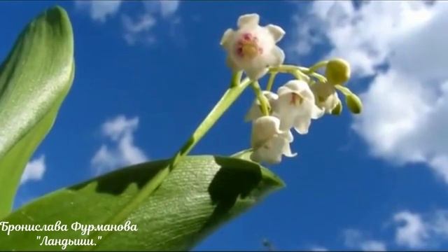 ЛАНДЫШИ
