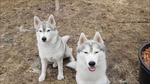 Хаски уважают сосновую кору.