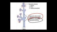 Fisiologia II clase 10 09 20 P2