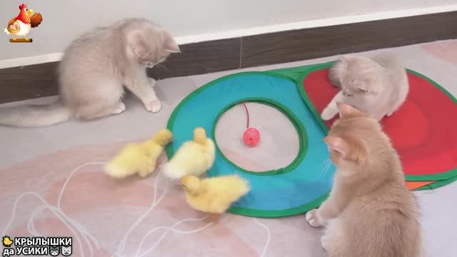 Утята и Цыплята - Кошки и котята (172) Хвостики да Усики ❣️🐈🐥