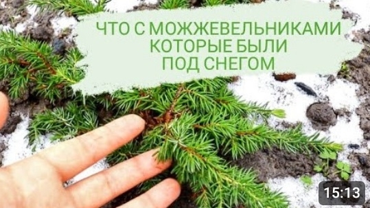 ЧТО С МОЖЖЕВЕЛЬНИКАМИ КОТОРЫЕ БЫЛИ ПОД СНЕГОМ. 12.02.2024г. БЕЛАРУСЬ, ГОМЕЛЬСКАЯ ОБЛАСТЬ