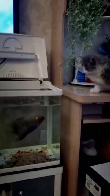 Голодные коты очень смешно