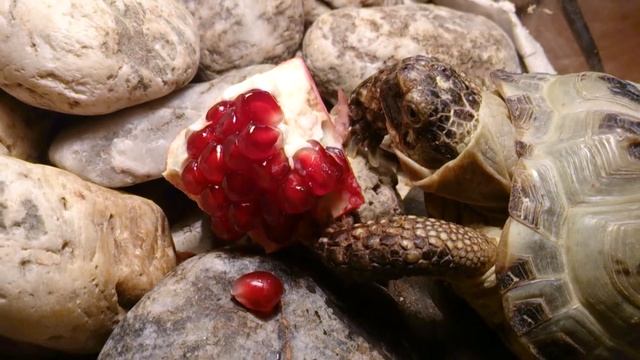 turtle Matilda