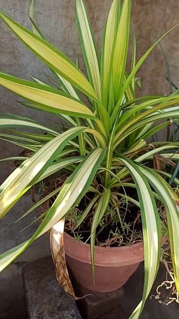 🌱🍀Dracaena Evergreen perennial Plant🌱🍀