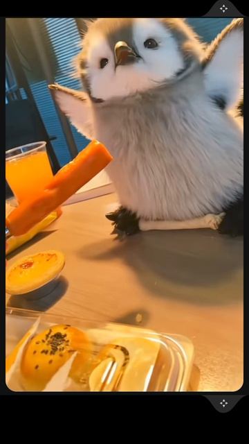screen-20250220-145212.mp4