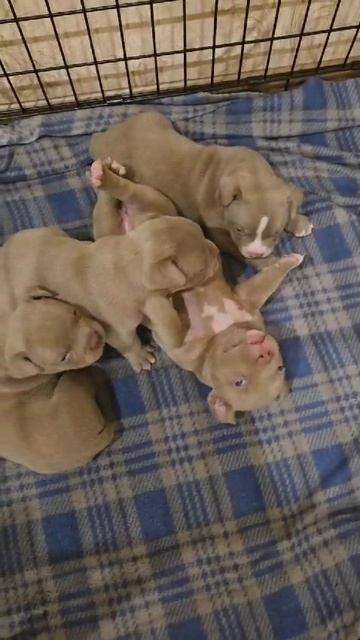 Самая мимишная пора 😍😍😍 Детки Локомотива и Камелии❤️
Дата рождения- 07.12.2024 г.