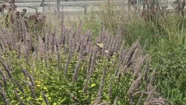 Let's Celebrate Earth Day with Grasses