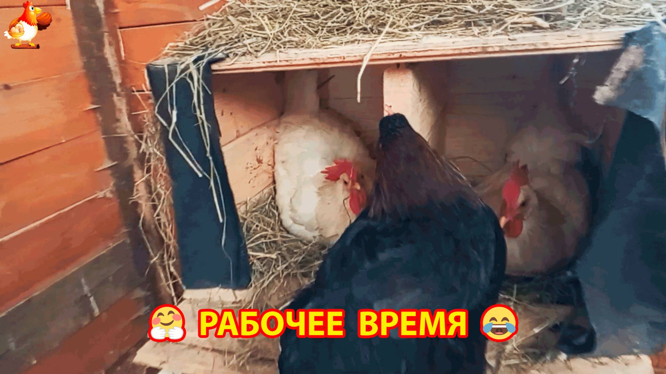 Рабочее время кур несушек в гнездах в курятнике ❣️🤗😂