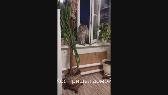 Кот. Кос пришел домой