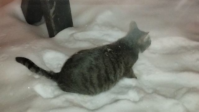 Барсик ❤️ 🐈 гулял 5 минут ❄️ )