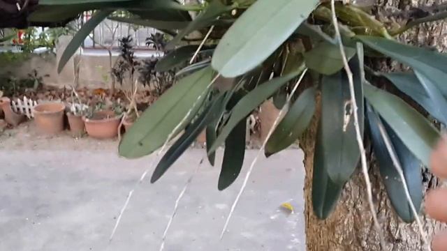 Dendrobium lindleyi Steud. เอิ้องผึ้งที่อำเภอสันทราย