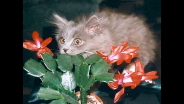 Такие разные и милые кошки