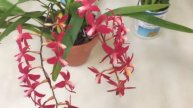 COOS May Meeting: Some Happy Masdevallias!