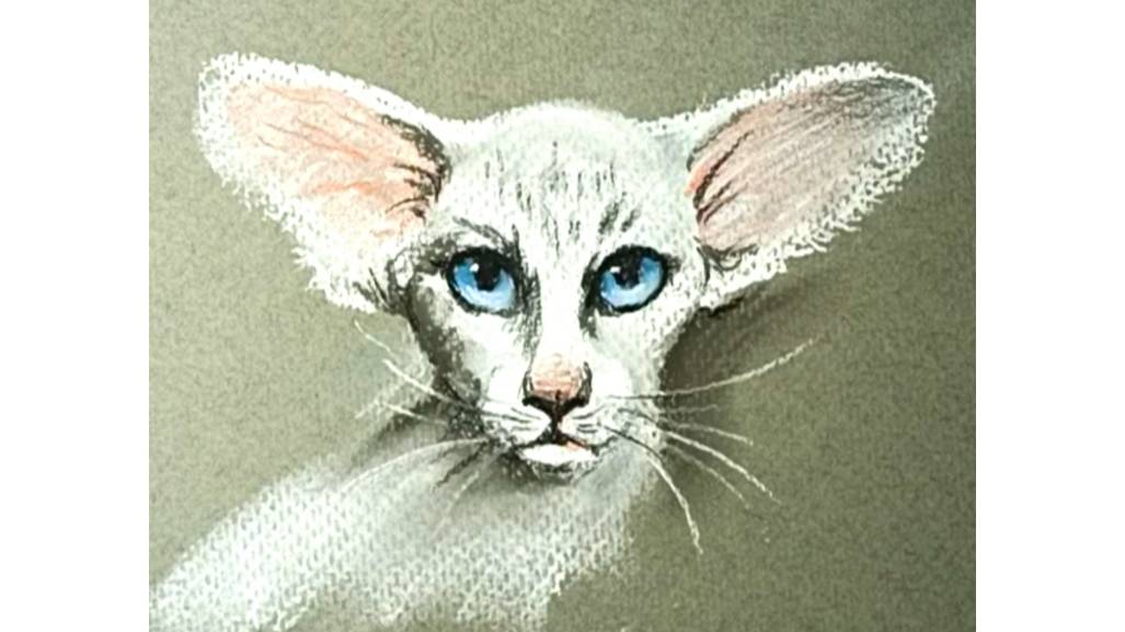 Как нарисовать пастелью портрет ориентального кота.