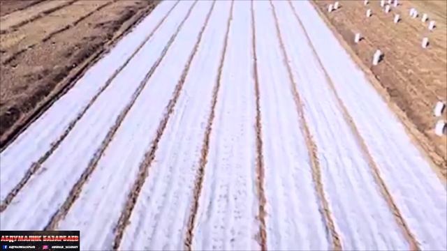 АРАВАНДА ЖАЗ КЕЛИП КАРТОШКА ЭГИЛЕ БАШТАДЫ/ 70  СОТЫХ ЖЕР 10 ТОННА КАРТОШКА БЕРЕТ