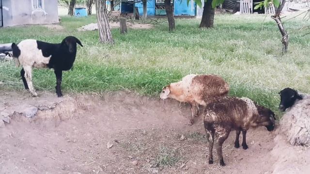 Трёхпородный кросс дорпера.