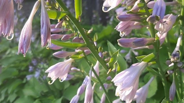 HOSTA FLOWERS