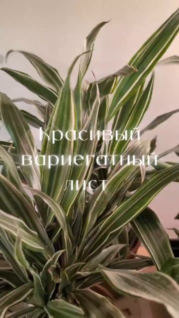 Драцена Варнески