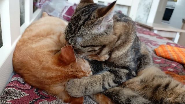 После вкусного обеда полагается поспать 🍼🍗🐦🐟🐈⬛🐈🛌