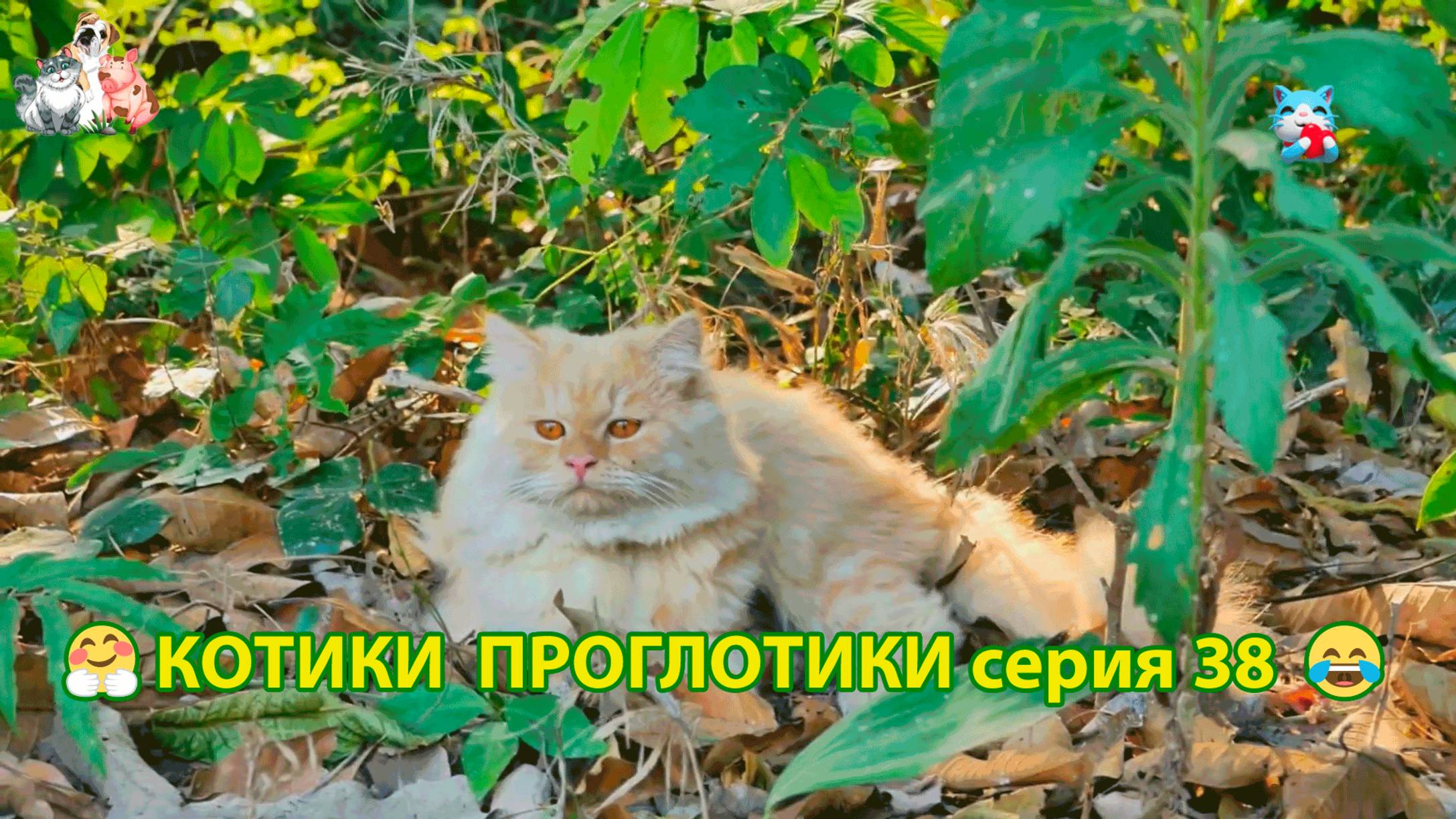 Котики-проглотики растут будущие птицеводы 🐈🐈⬛😹 эпизод (38)