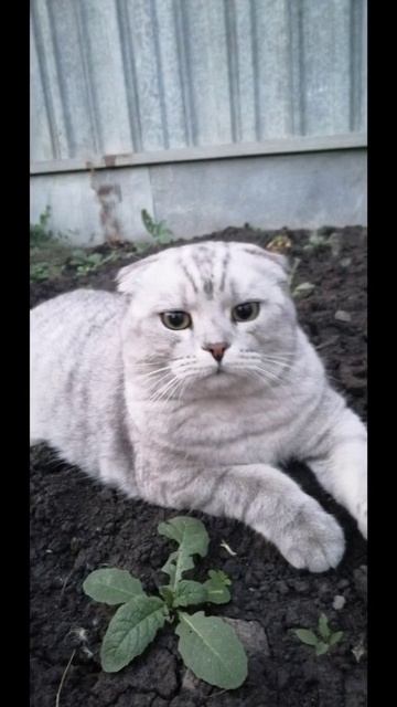 Твои глаза...