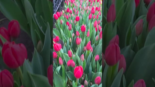 1000203478.mp4
