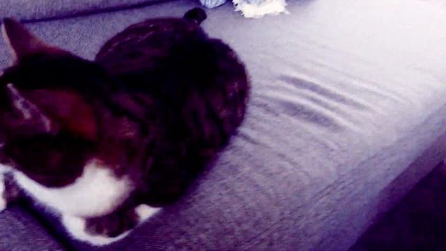 KATTEN VIRREN (Parodi på fågel Roger) Musik i Beskrivningen!