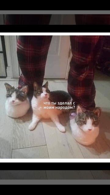 Meme с котами