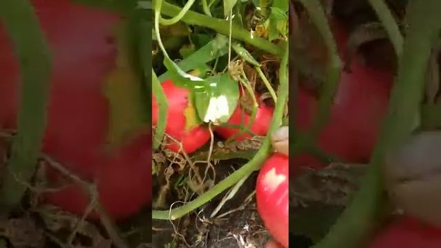 🍅 "Бычье сердце"