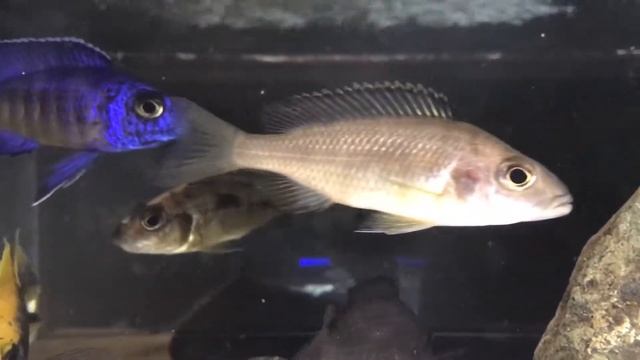 Otopharynx lithobathes Zimbawe Rock  spawning