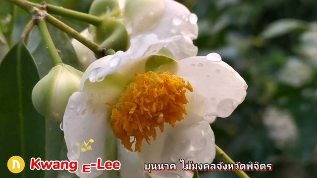 บุนนาค ไม้พญานาค ไม้มงคลพระราชทานประจำจังหวัดพิจิตร@KwangE-Lee