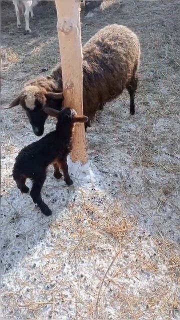 Вот такая красивая овечка 🐑 у нас появилась 🫶