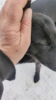 Чёрное на белом.