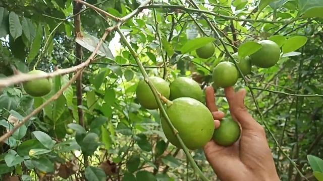 Fruits in my Backyard (native lemon)