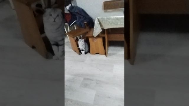 играю с Амуром