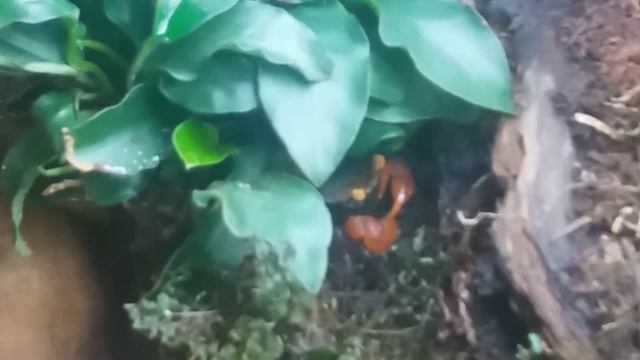 Geosesarma cf. rouxi Vampirkrabbe