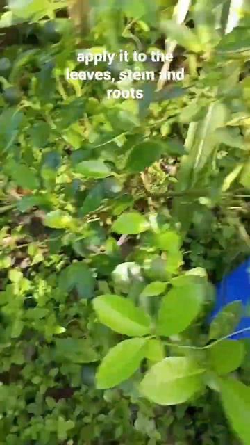 Care tips-Rice water/hugas bigas #shorts #organicgardening