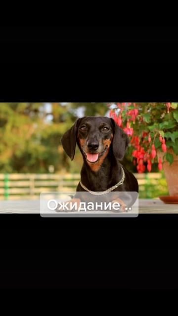 ТАКСА #Рекомендации #ЛучшаяМимикасИИ #покапибаримся #УютныеРецепты