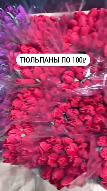 Тюльпаны по 100 рублей.mp4