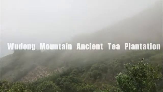 Phoenix Oolong Ancient Tea Plantation