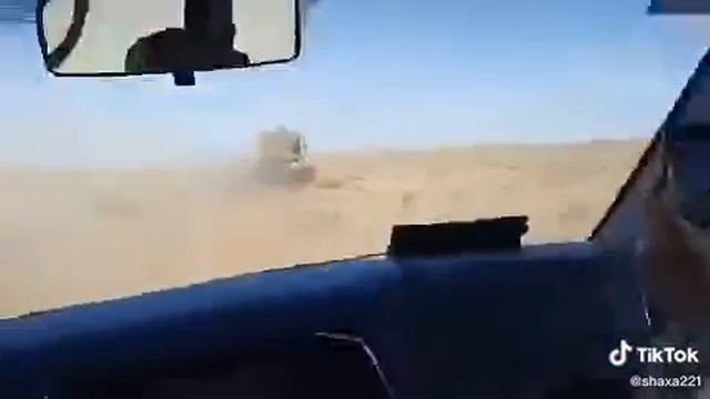 Саксовул угириларини шоколлар кувмокда