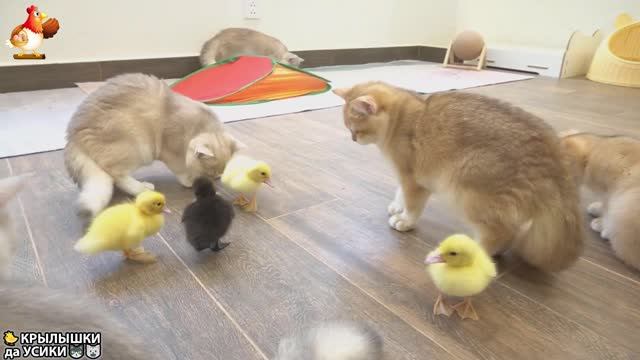 Утята и Цыплята - Кошки и котята (175) Хвостики да Усики ❣️🐈🐥