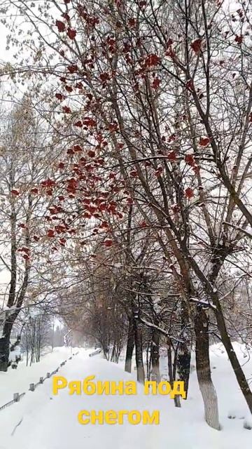 Рябина под снегом #рябина #shorts #снег #зима